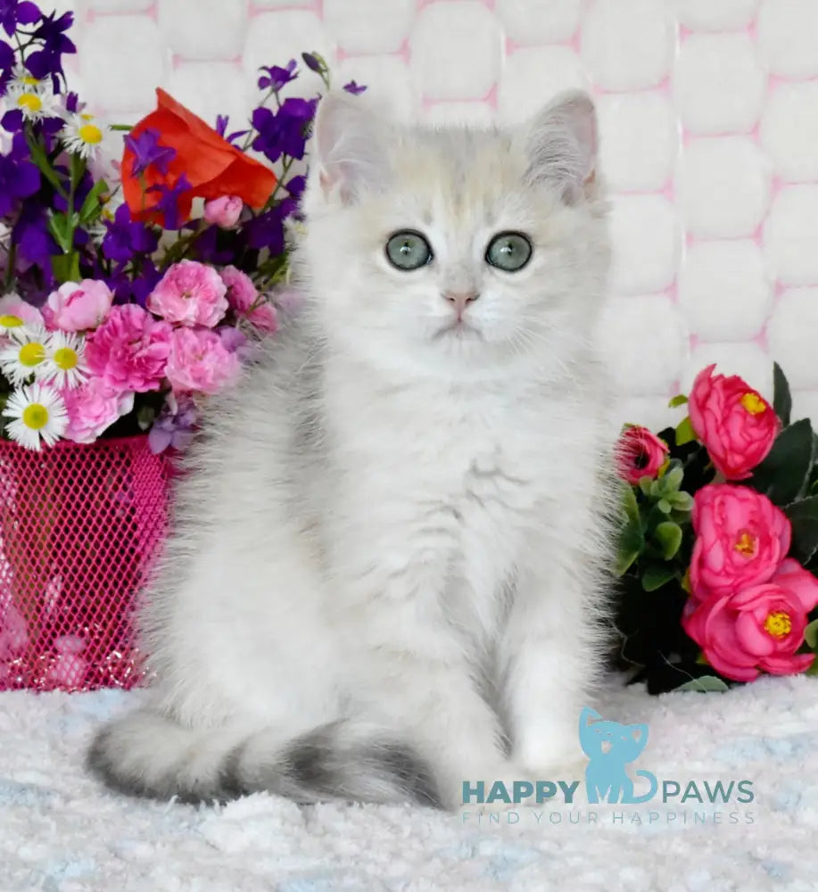 Vilma British Shorthair female blue golden shaded live animals