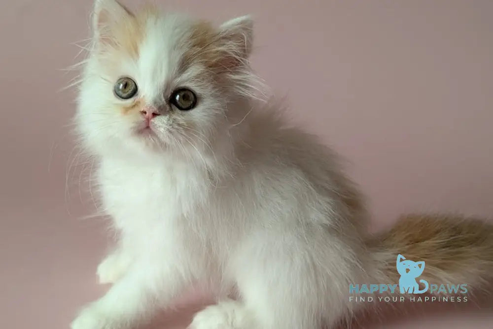 Vin Scottish Straight male red tabby van live animals