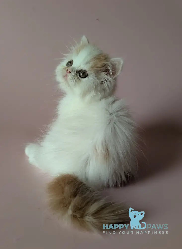 Vin Scottish Straight male red tabby van live animals