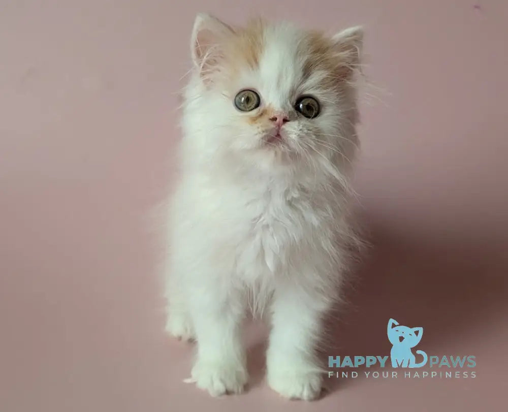 Vin Scottish Straight male red tabby van live animals
