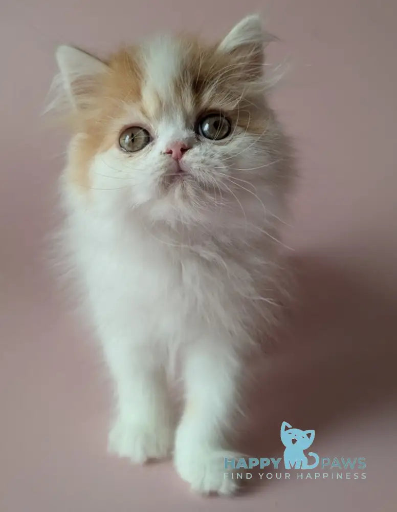 Vince Scottish Straight male red tabby harlequin live animals