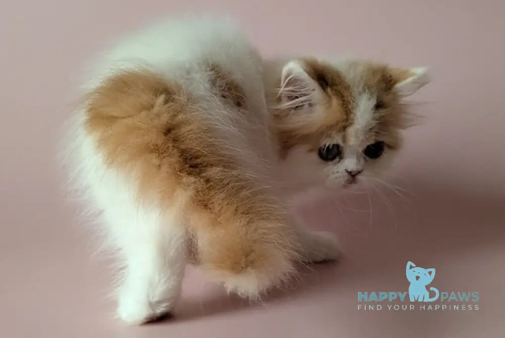 Vince Scottish Straight male red tabby harlequin live animals