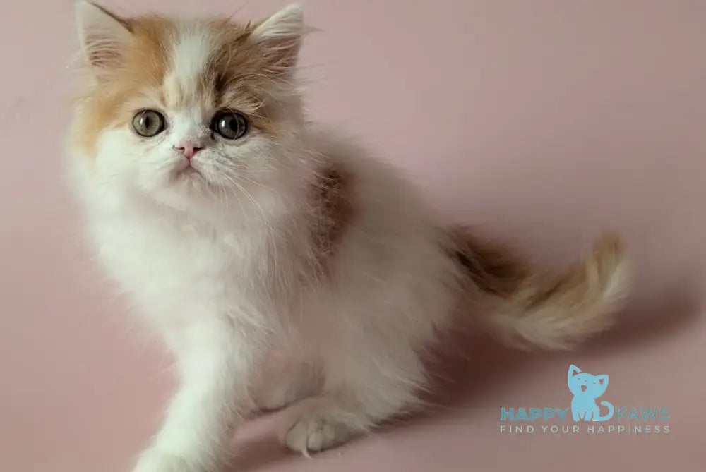 Vince Scottish Straight male red tabby harlequin live animals
