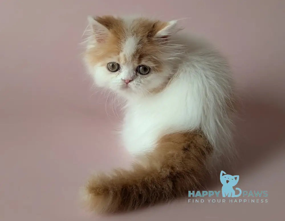 Vince Scottish Straight male red tabby harlequin live animals