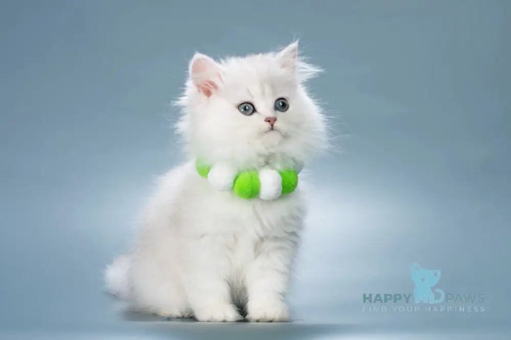 Vincent British Longhair male black silver shaded live animals