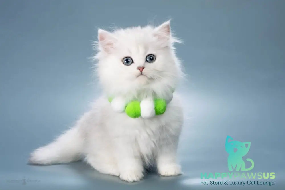 Vincent British Longhair male black silver shaded live animals
