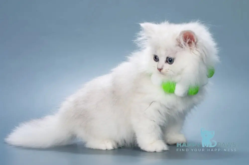 Vincent British Longhair male black silver shaded live animals