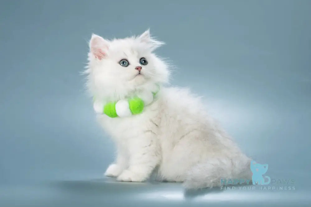 Vincent British Longhair male black silver shaded live animals