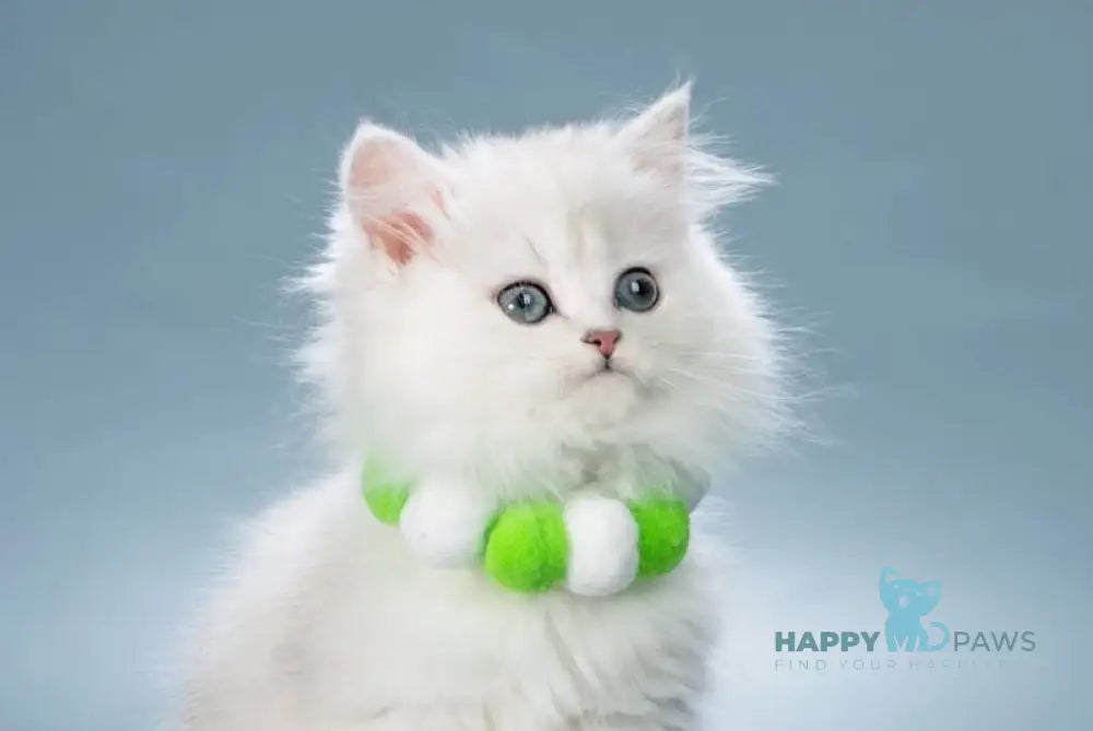 Vincent British Longhair male black silver shaded live animals