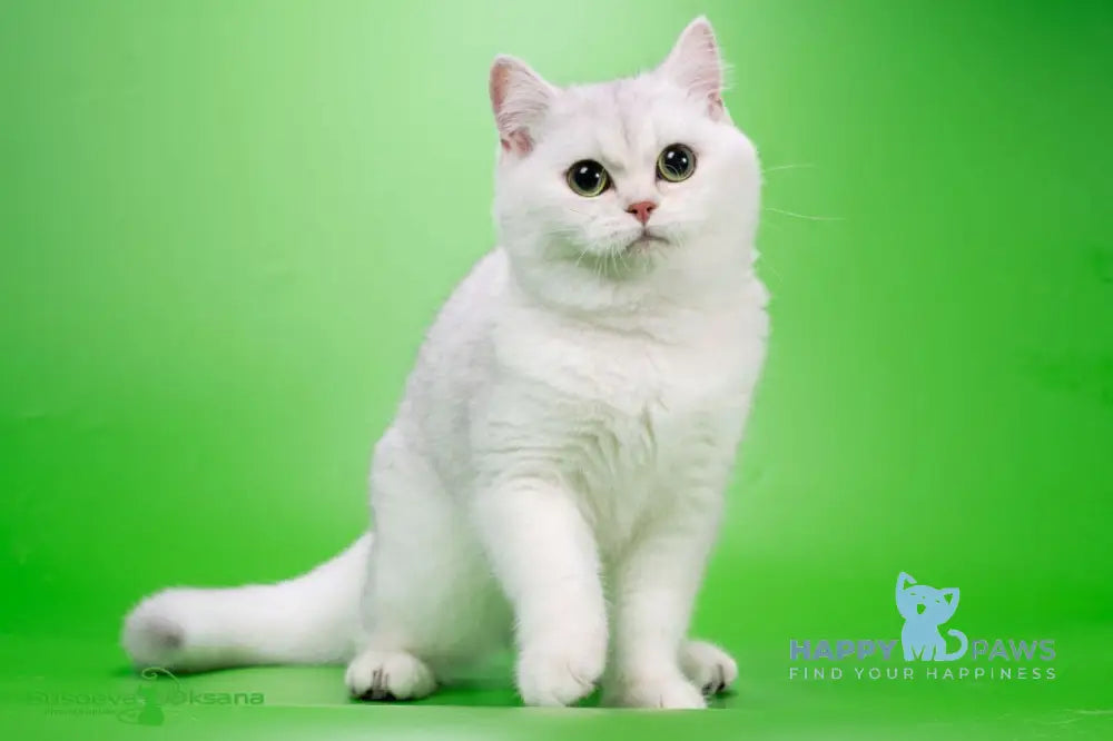 Vincent British Longhair male black silver shaded live animals