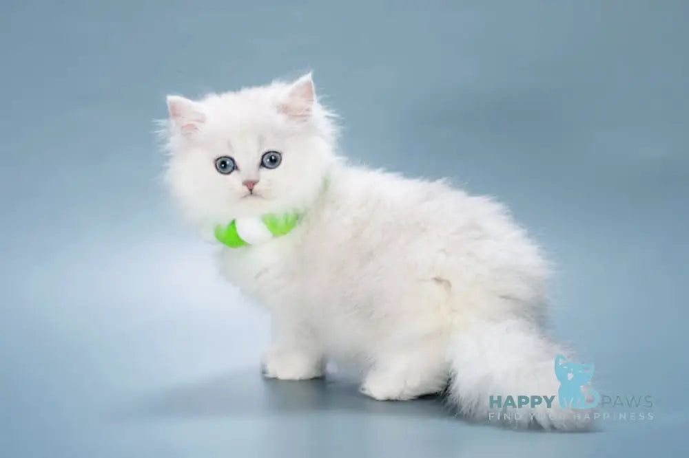 Vincent British Longhair male black silver shaded live animals