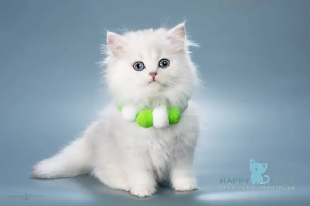 Vincent British Longhair male black silver shaded live animals