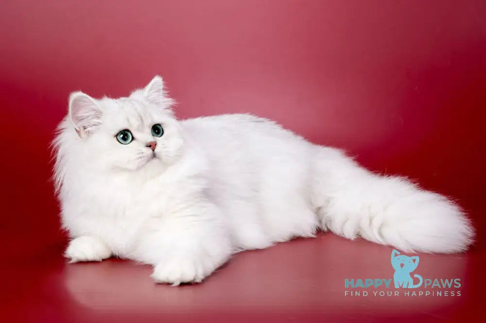 Vincent British Longhair male black silver shaded live animals