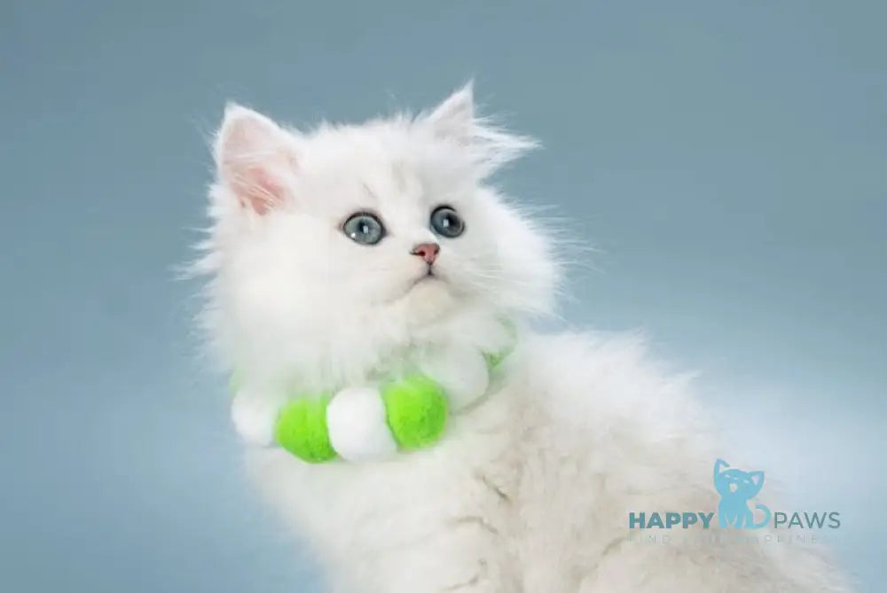 Vincent British Longhair male black silver shaded live animals