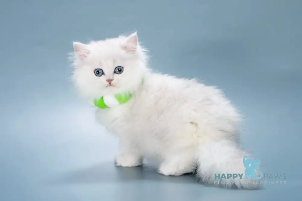 Vincent British Longhair male black silver shaded live animals