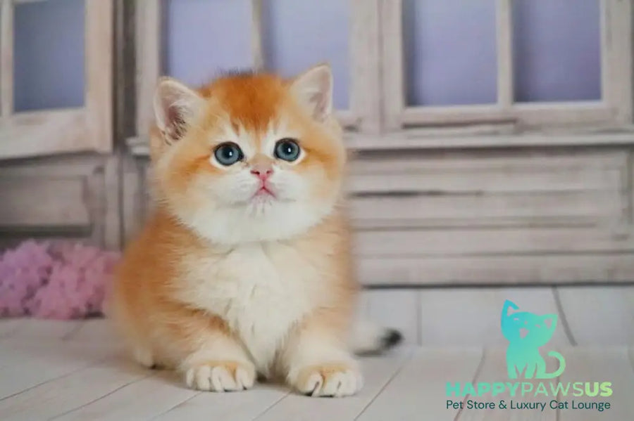 Vincent British Shorthair male black golden chinchilla - live animals