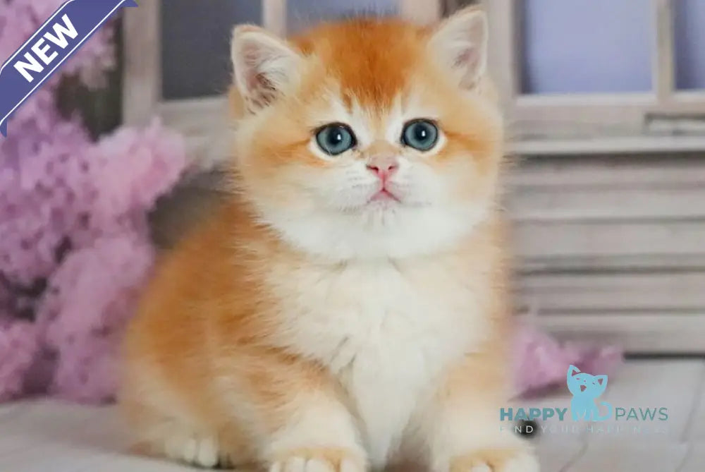 Vincent British Shorthair male black golden chinchilla - live animals
