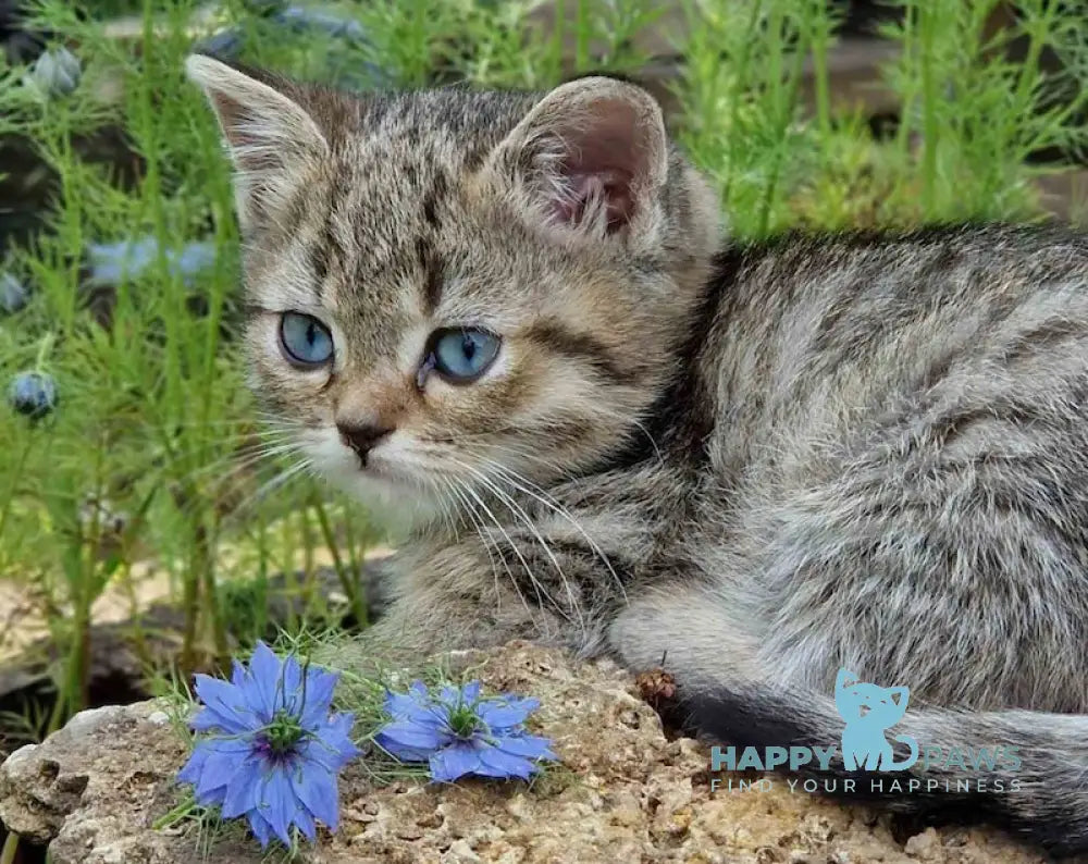Vincent British Shorthair male black spotted tabby with white live animals