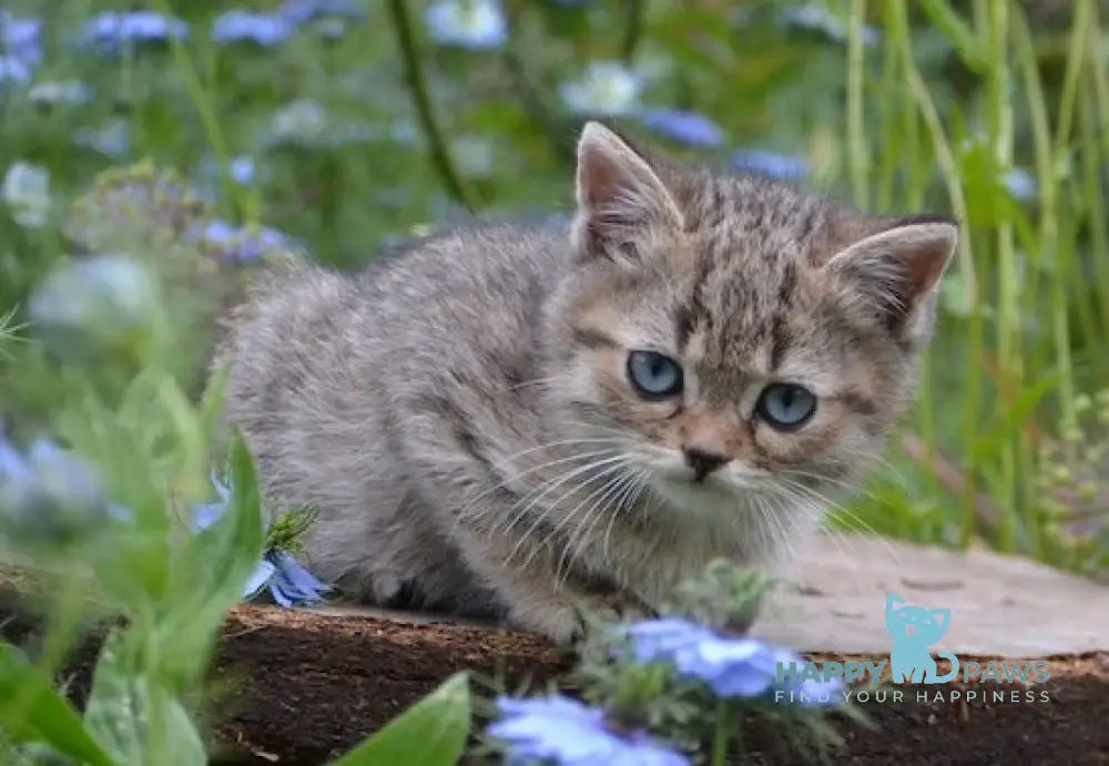 Vincent British Shorthair male black spotted tabby with white live animals