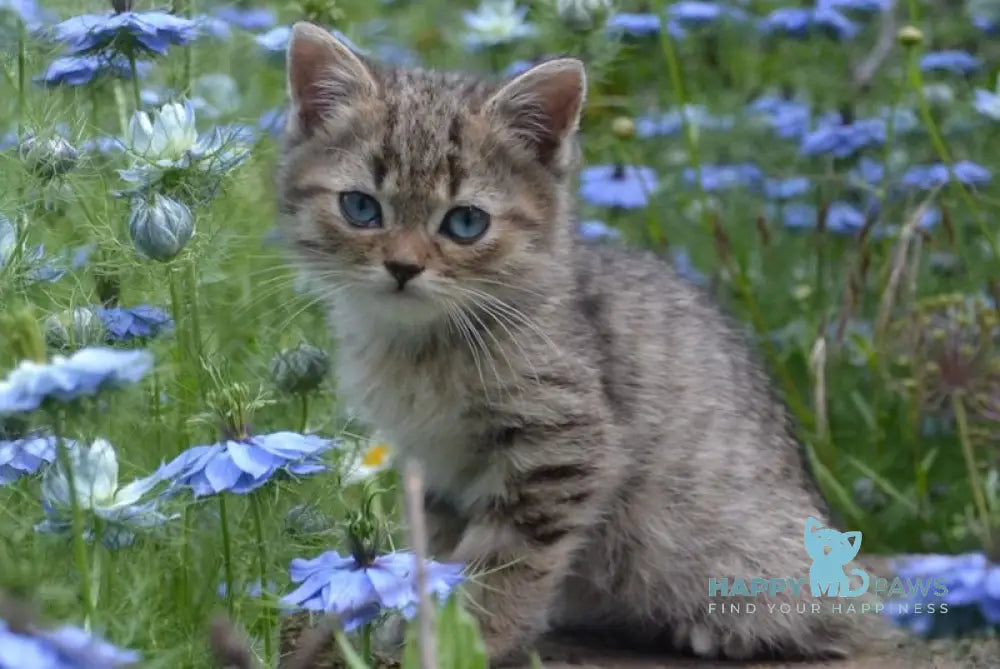 Vincent British Shorthair male black spotted tabby with white live animals