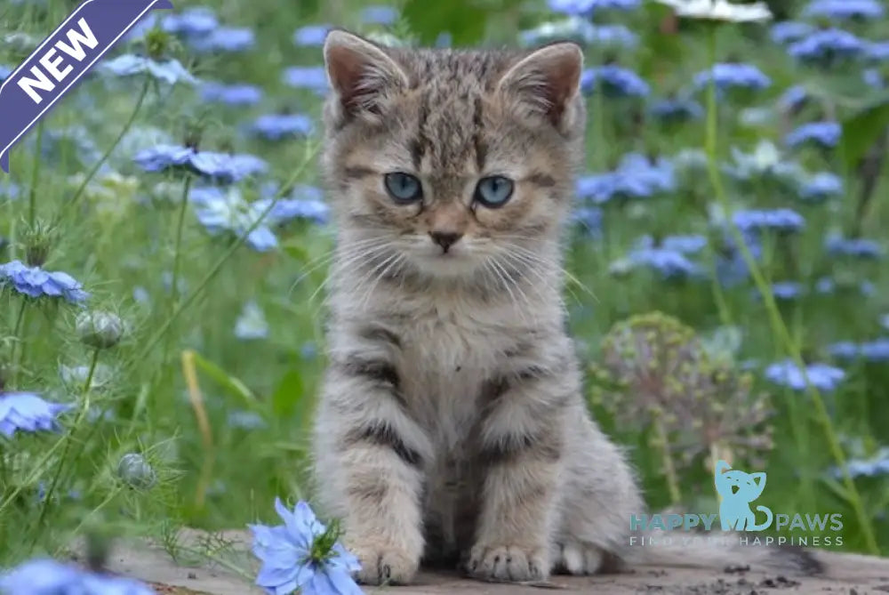 Vincent British Shorthair male black spotted tabby with white live animals