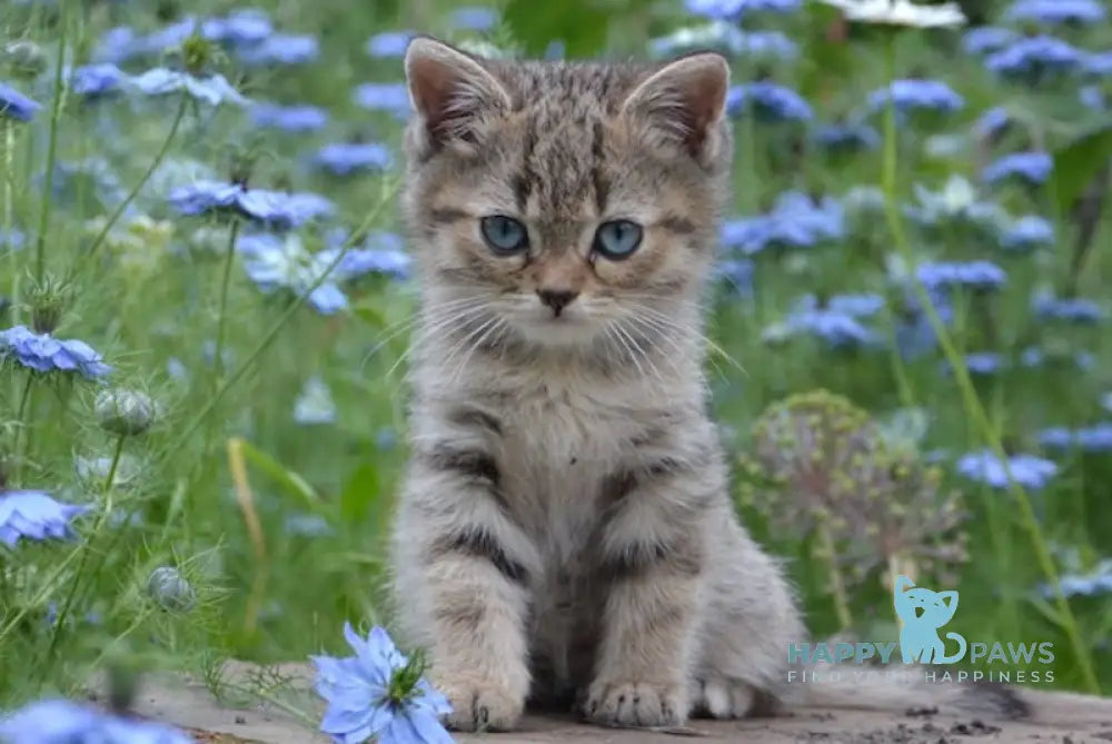 Vincent British Shorthair male black spotted tabby with white live animals