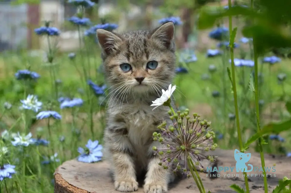 Vincent British Shorthair male black spotted tabby with white live animals
