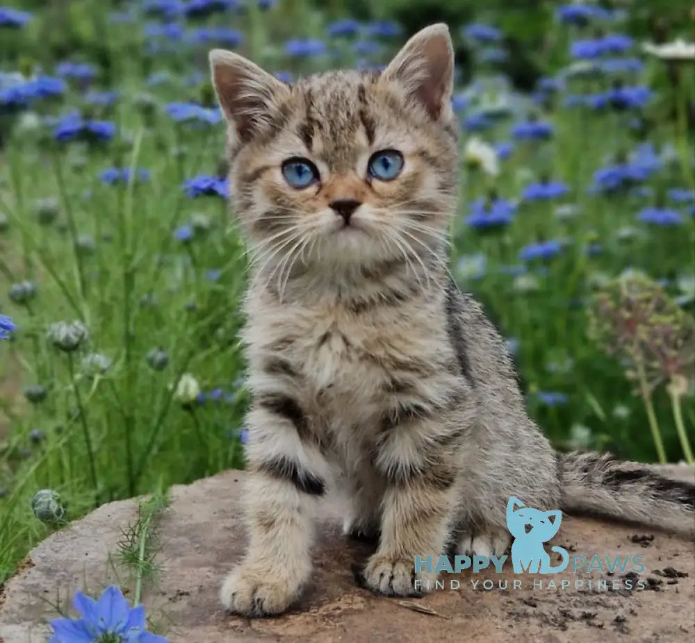 Vincent British Shorthair male black spotted tabby with white live animals
