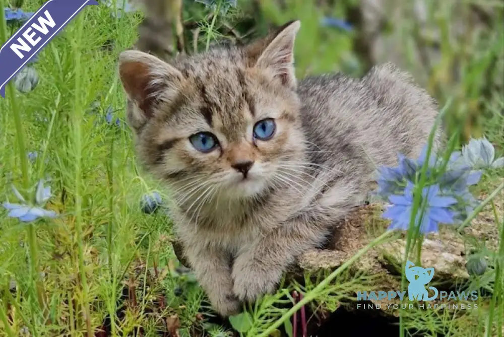 Vincent British Shorthair male black spotted tabby with white live animals