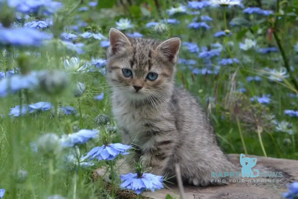 Vincent British Shorthair male black spotted tabby with white live animals