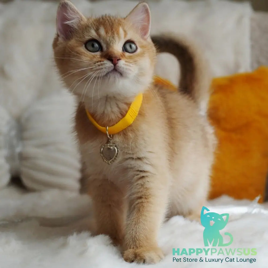 Vincent British Shorthair male chocolate golden shaded - live animals