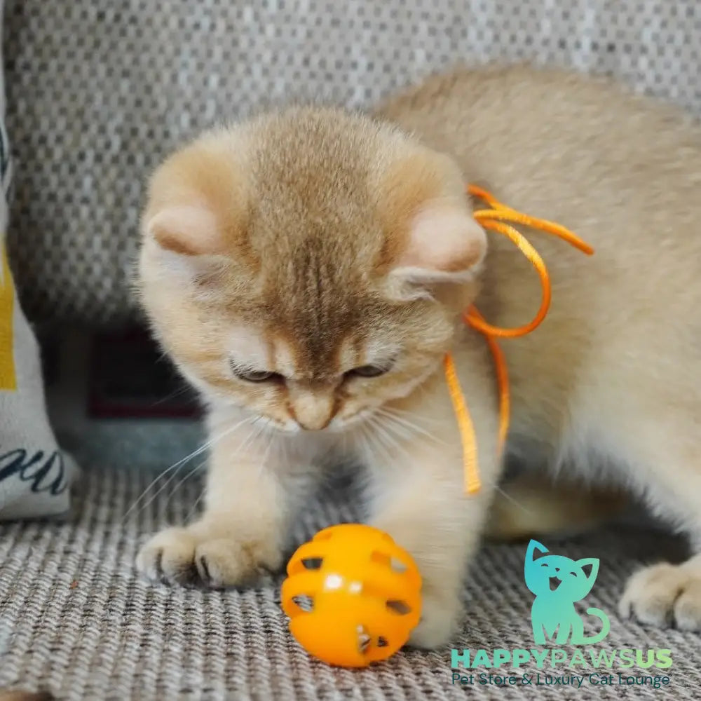 Vincent British Shorthair male chocolate golden shaded - live animals