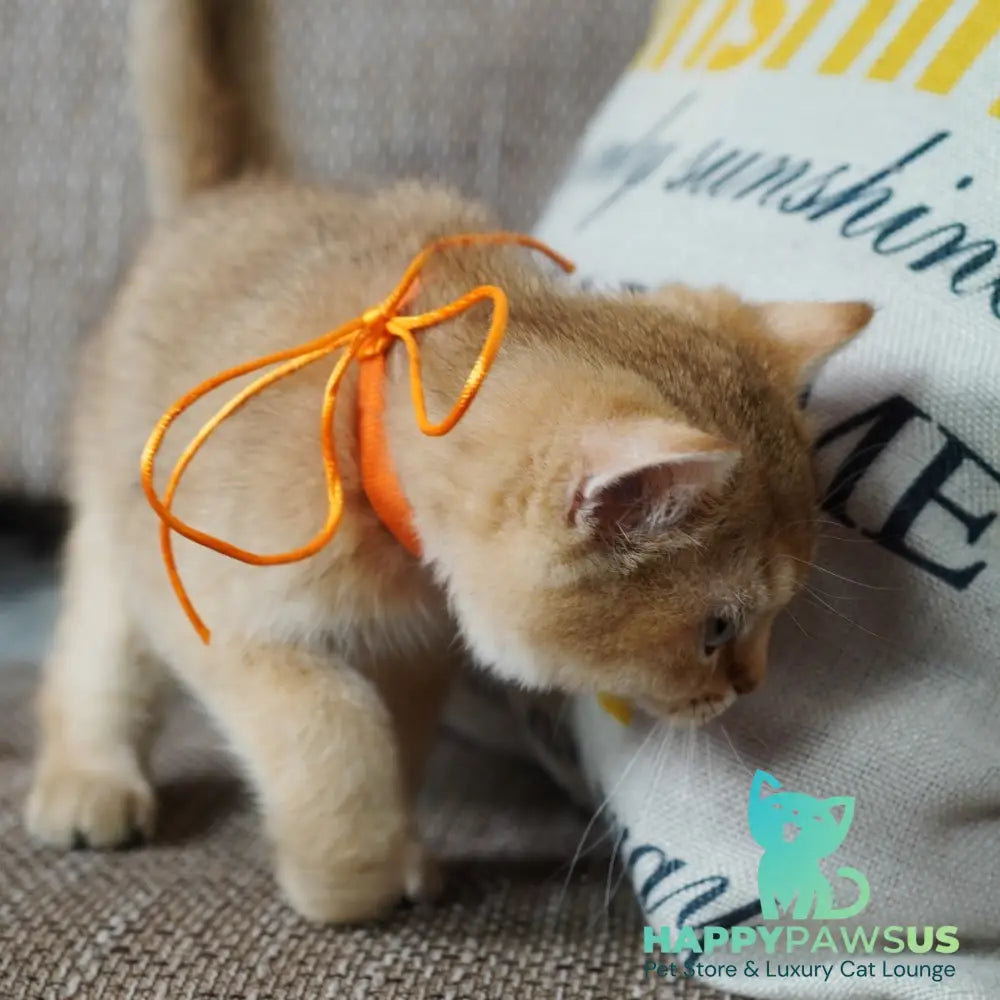 Vincent British Shorthair male chocolate golden shaded - live animals