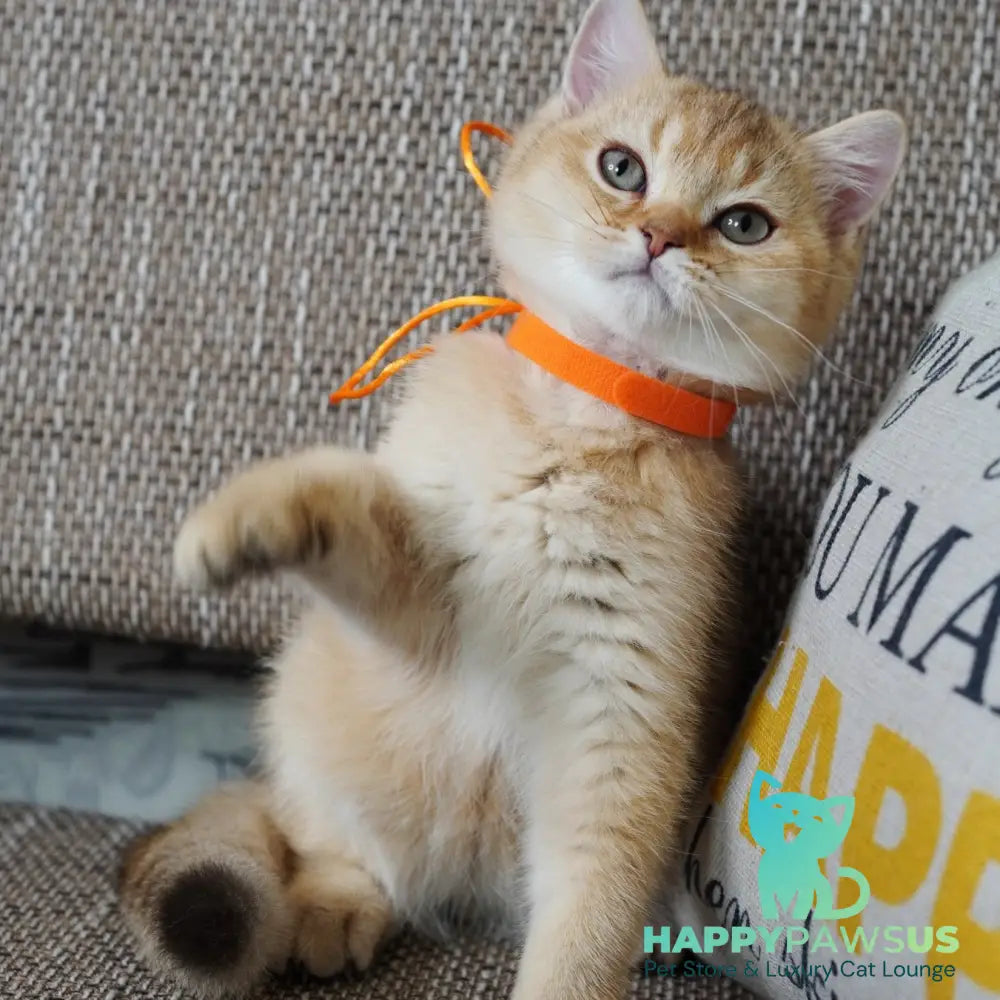 Vincent British Shorthair male chocolate golden shaded - live animals