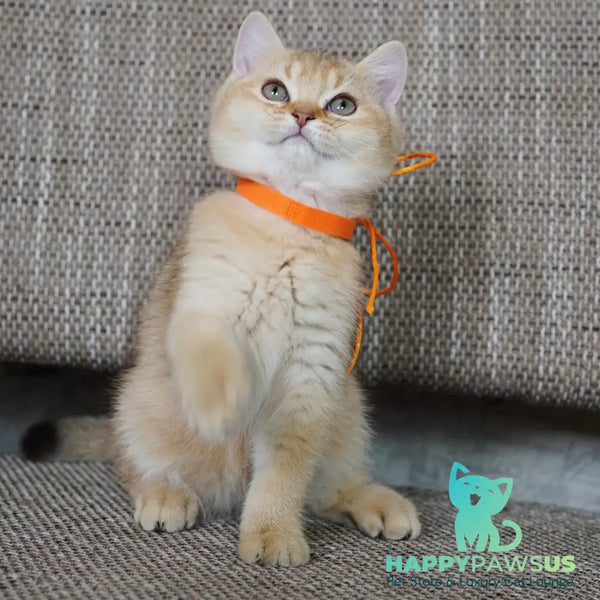 Vincent British Shorthair male chocolate golden shaded - live animals