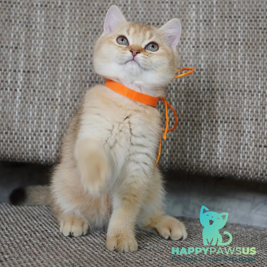 Vincent British Shorthair male chocolate golden shaded - live animals