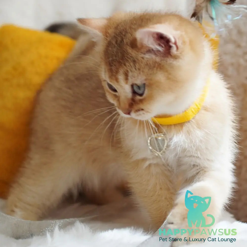 Vincent British Shorthair male chocolate golden shaded - live animals