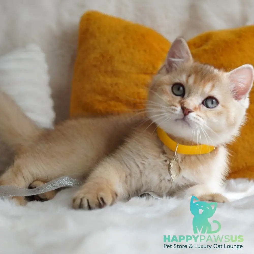 Vincent British Shorthair male chocolate golden shaded - live animals