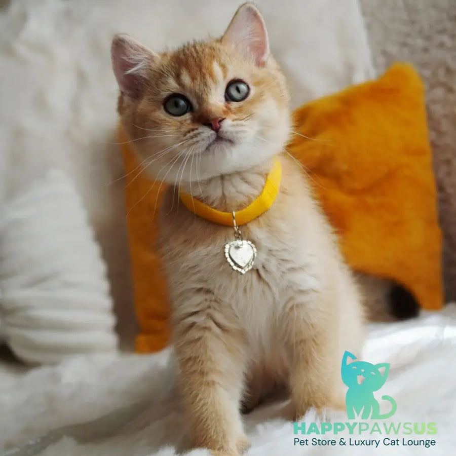 Vincent British Shorthair male chocolate golden shaded - live animals