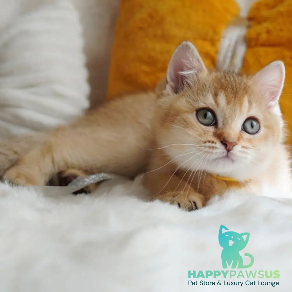 Vincent British Shorthair male chocolate golden shaded - live animals