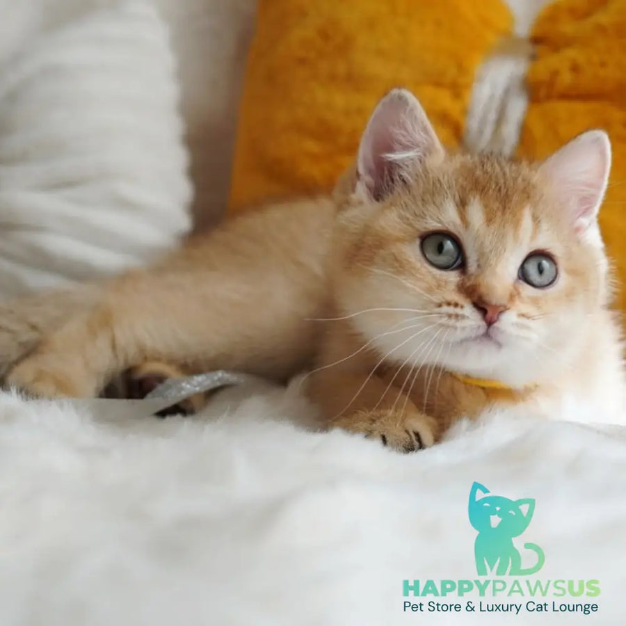 Vincent British Shorthair male chocolate golden shaded - live animals