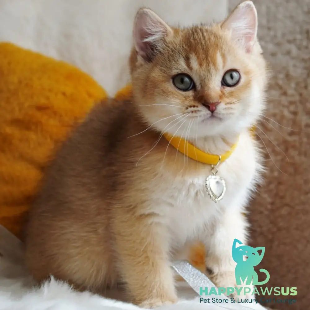 Vincent British Shorthair male chocolate golden shaded - live animals