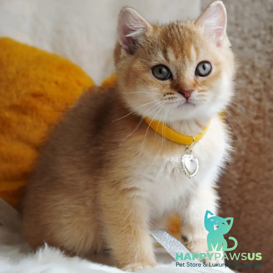 Vincent British Shorthair male chocolate golden shaded - live animals