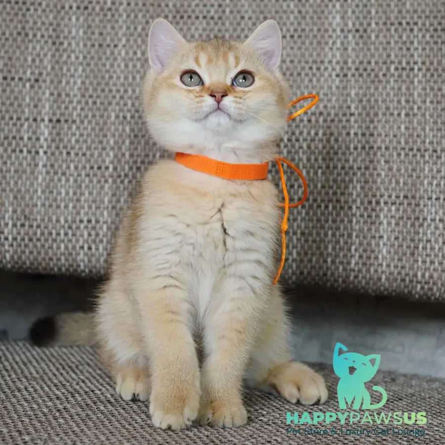 Vincent British Shorthair male chocolate golden shaded - live animals