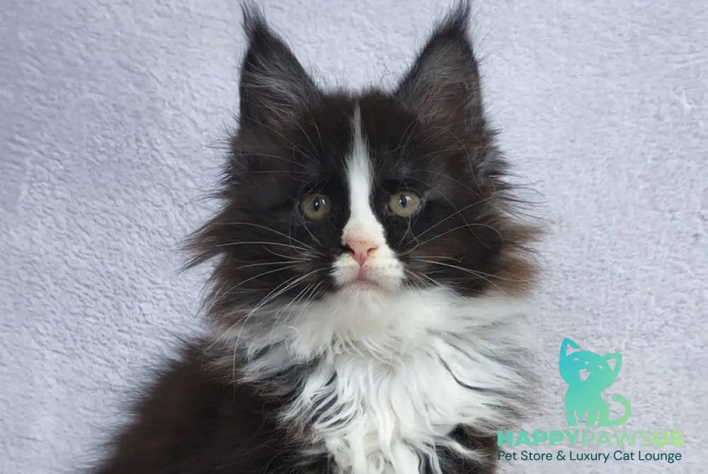 Vincent Maine Coon male black bicolour - live animals