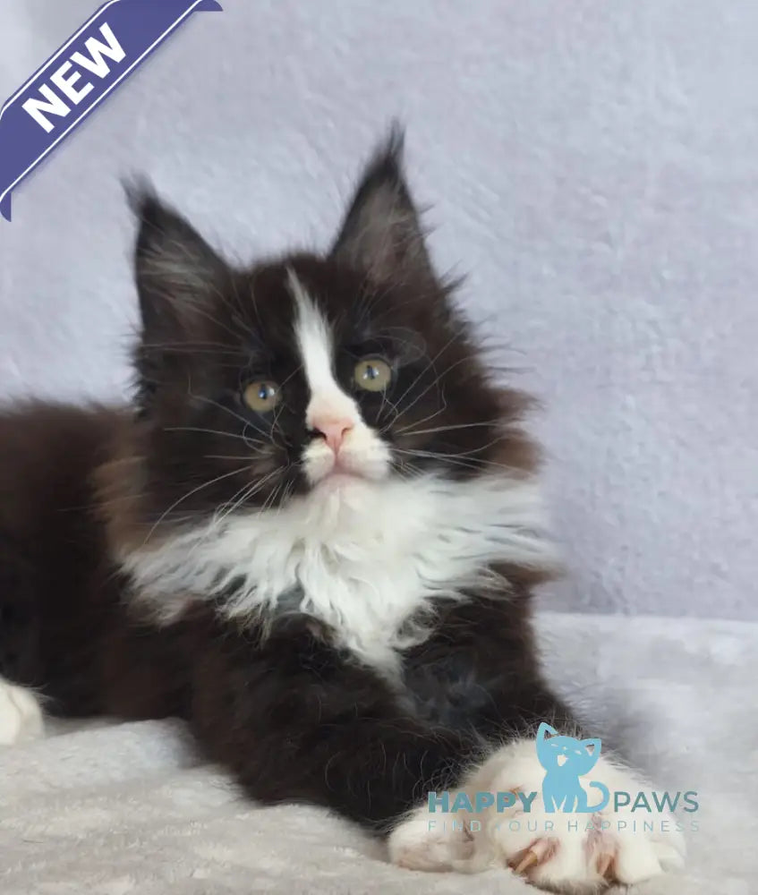 Vincent Maine Coon male black bicolour - live animals