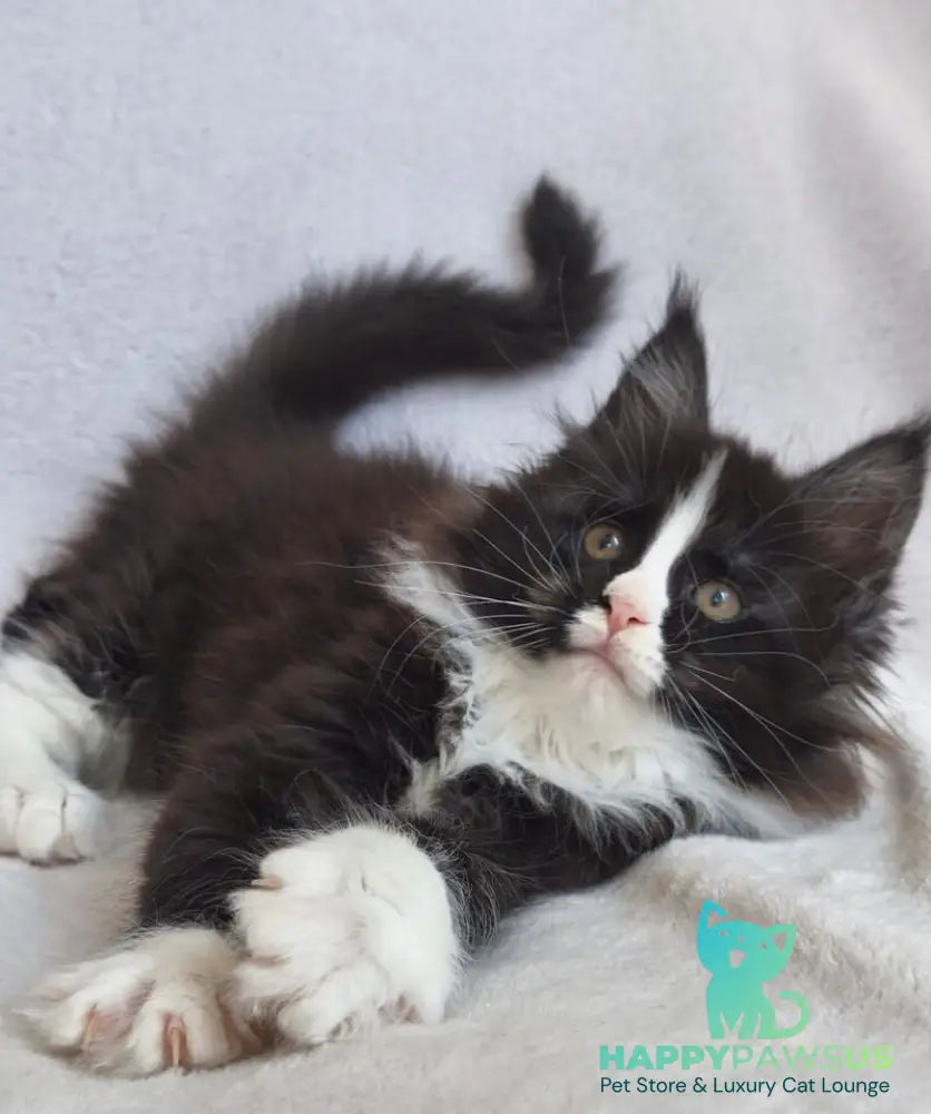Vincent Maine Coon male black bicolour - live animals