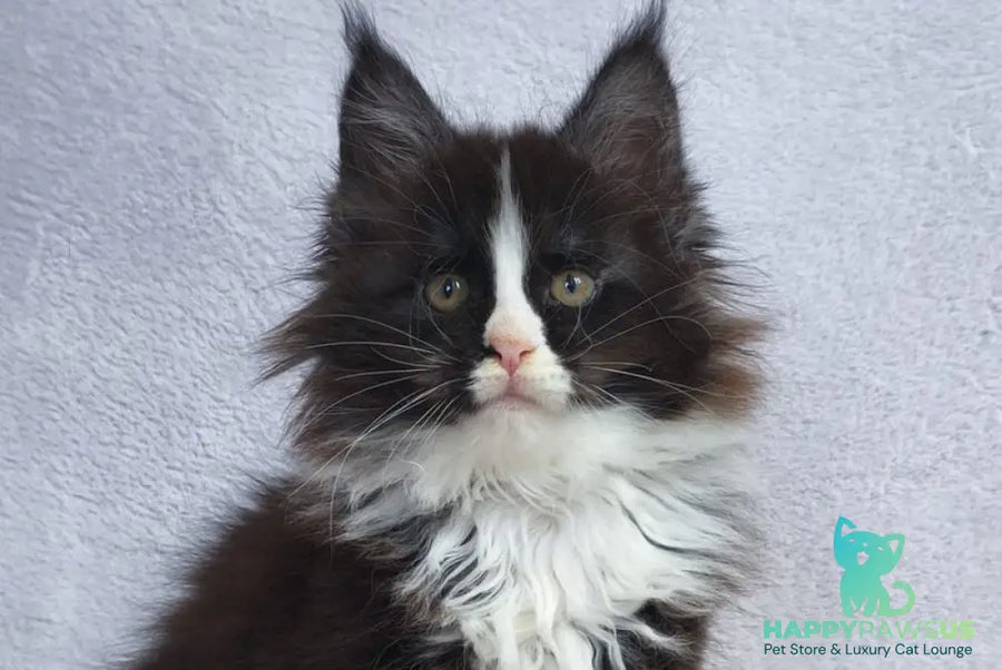 Vincent Maine Coon male black bicolour - live animals