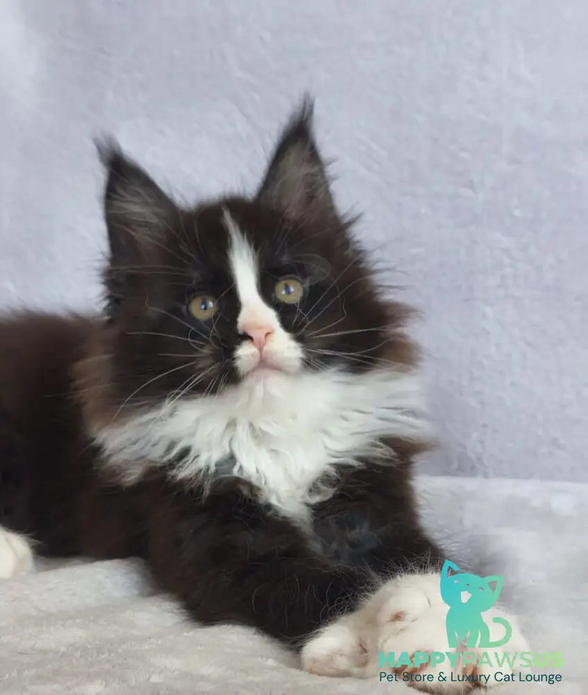 Vincent Maine Coon male black bicolour - live animals