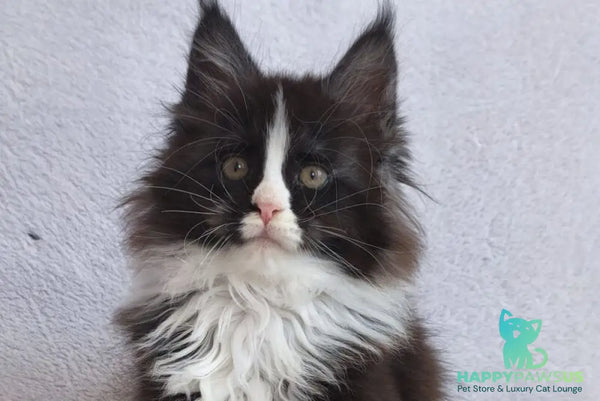 Vincent Maine Coon male black bicolour - live animals